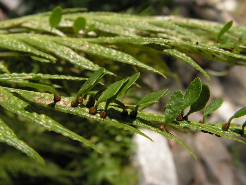 Woodwardia radicans